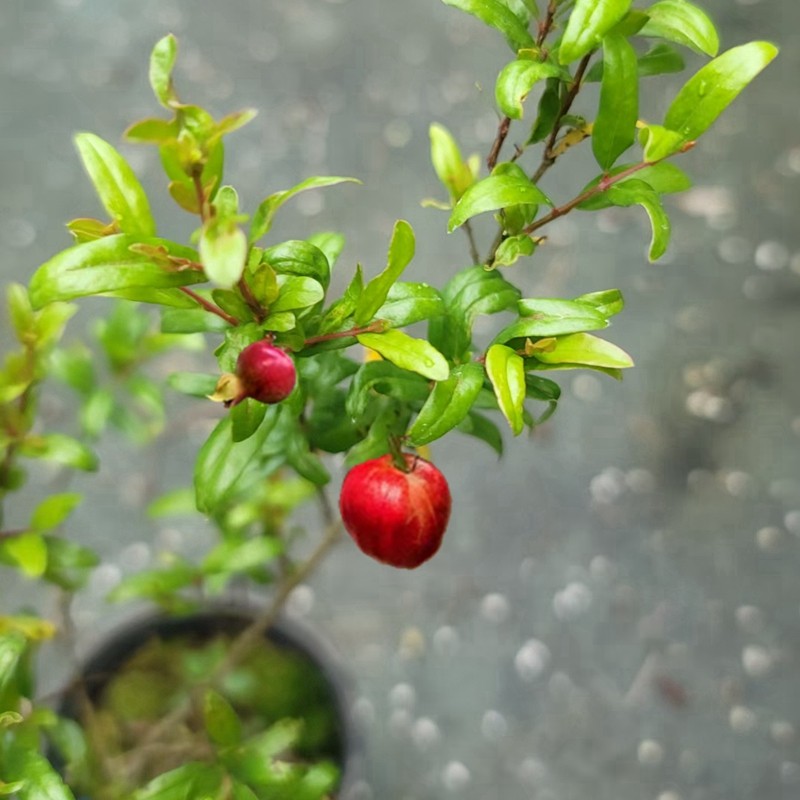 三寸石榴月季石榴籽播苗矮生石榴袖珍石榴原生盆栽绿植盆景素材
