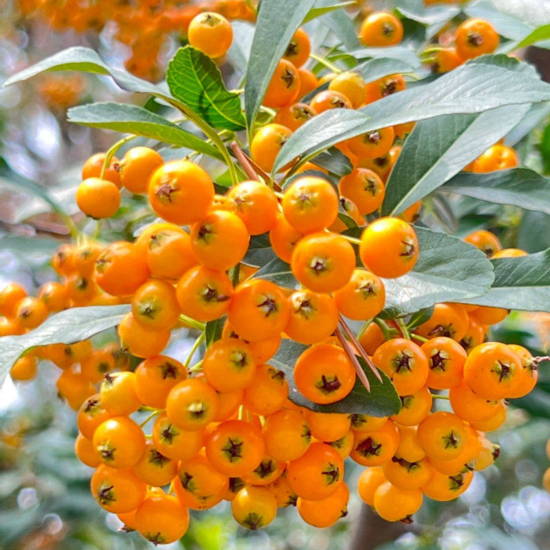 日本小叶火棘大果黄果 小品小型盆景盆栽绿植素材苗稀有品种