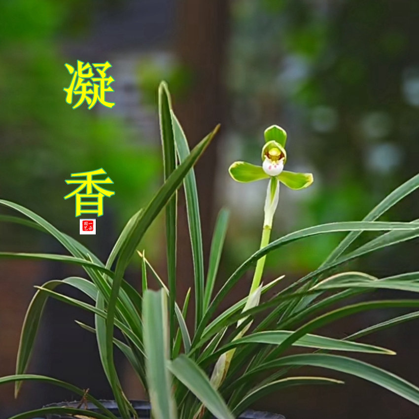 春兰雪山兰香四溢线艺叶盆栽