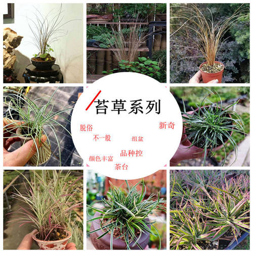 不一样的绿植苔草系列茶台桌面
