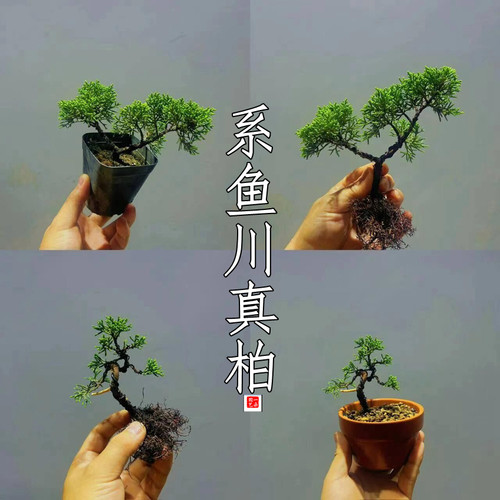 米叶宫阪系鱼川真柏原生微型观叶