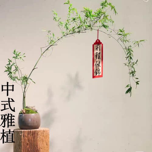 国风雅植翡翠竹碧玉室内净化空气