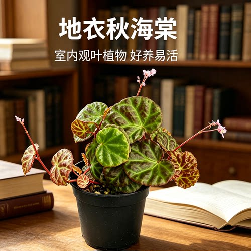 地衣秋海棠不一样的海棠叶子