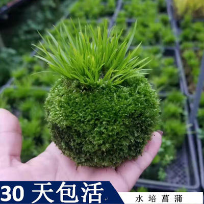 苔藓球水苔球菖蒲胧月菖蒲金凤凰绿植苔玉微景观水培日式书房茶桌 虎窝淘