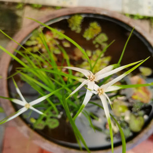 日本白鹭草白鸟蚊帐草白鹭莞星光草希望之光之星山野草水养挺水