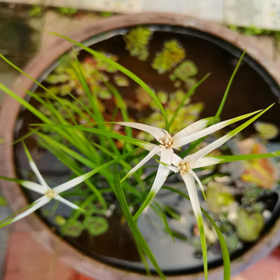 日本白鹭草新奇白鸟草绿植挺水