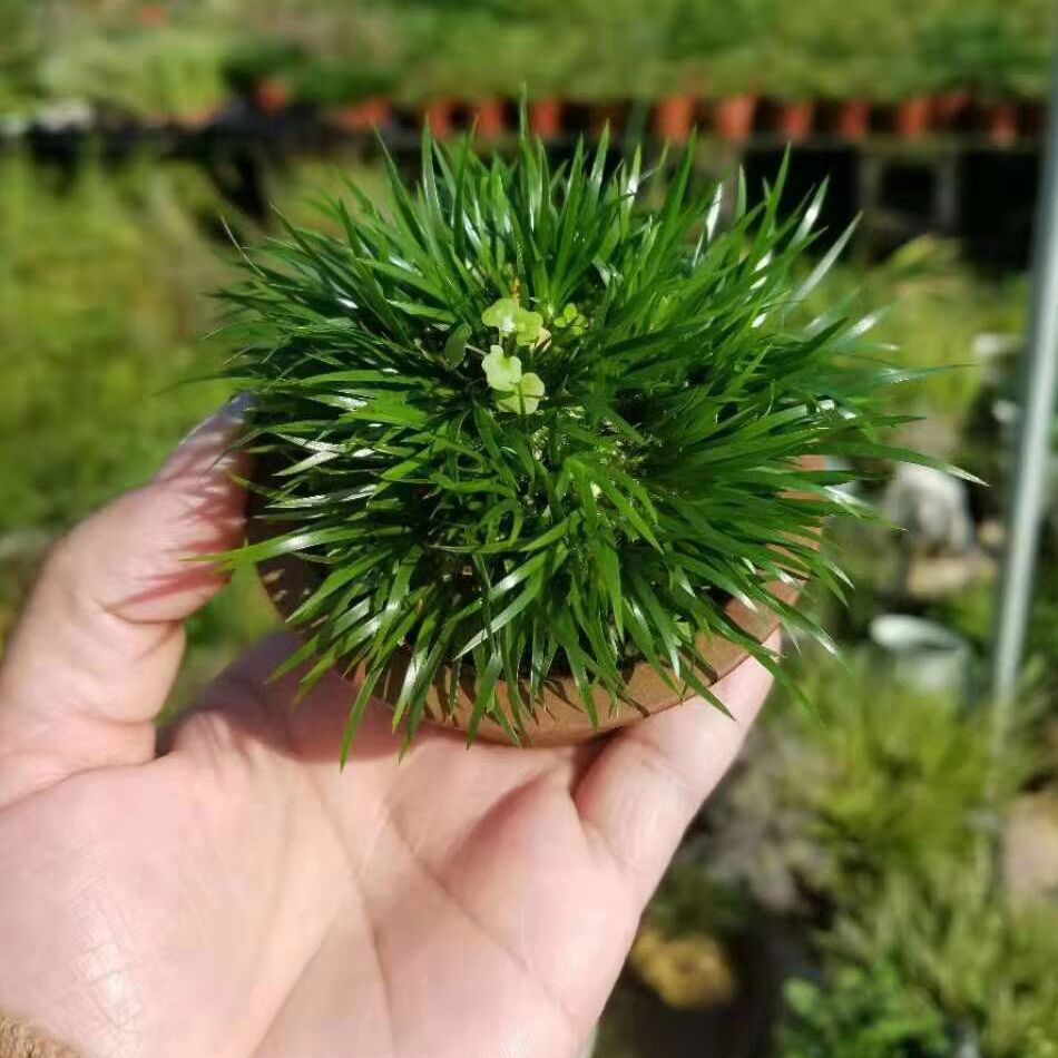 雅玩菖蒲老玩家推荐名贵四季绿植
