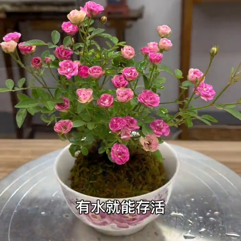 微型月季紫咲紫红胭脂红花苗室内桌面花卉盆栽勤开花机器