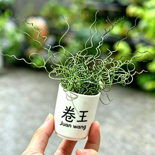 日本进口螺旋藺趣味观叶植物水培