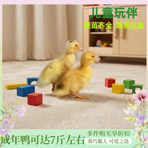 萌宠小黄鸭活体幼鸭新手易养