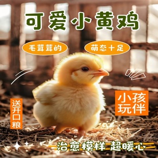 网红宠物小黄鸡活体可爱黏人小型幼崽小鸡