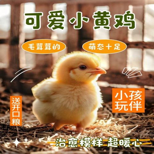 网红宠物小黄鸡活体可爱黏人