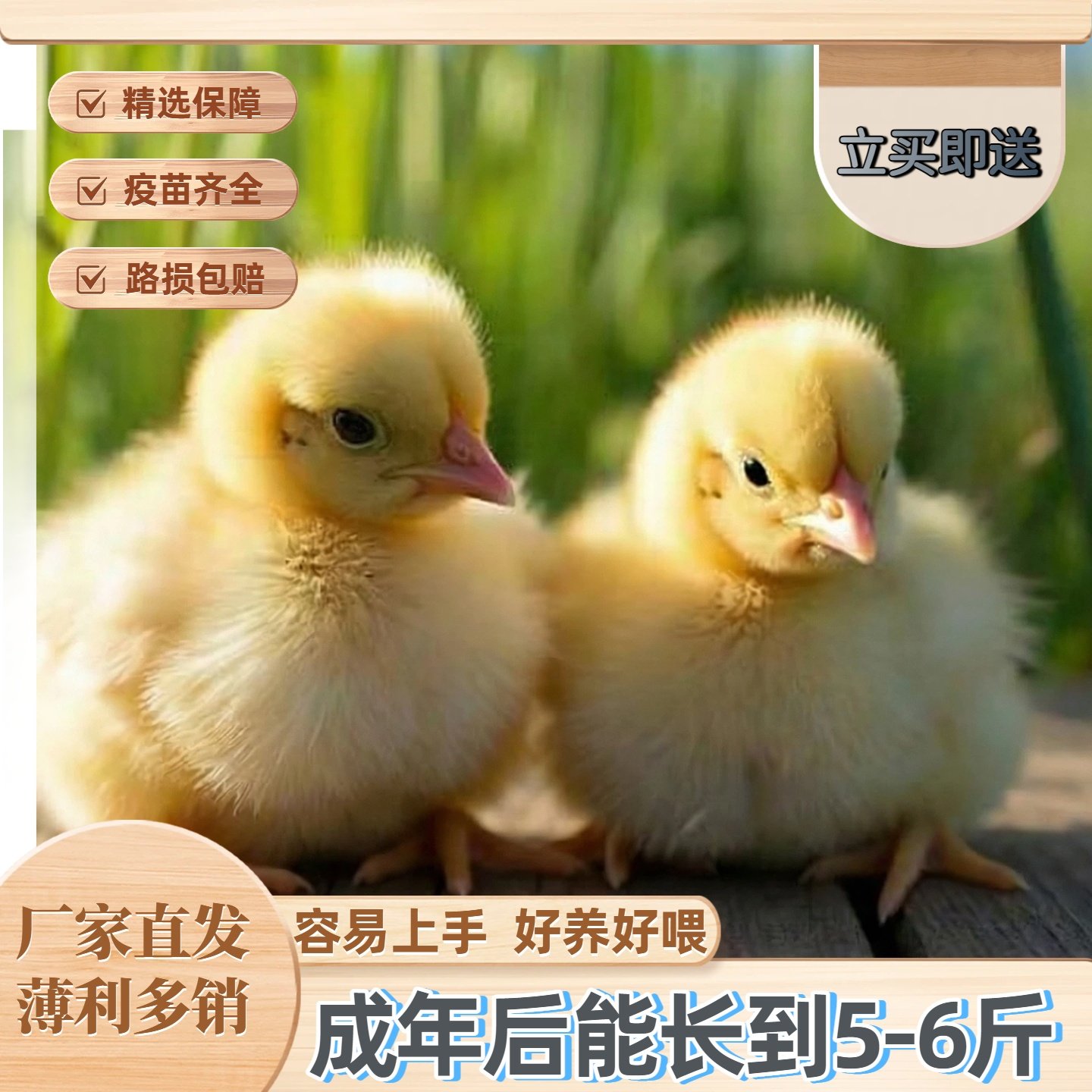 厂家直发小鸡苗活体宠物鸡苗疫苗齐全路损包赔好养活#买苗送饲料,宠物/宠物食品及用品,宠物鸡,淘宝优惠券,粉丝福利购,淘宝优惠卷