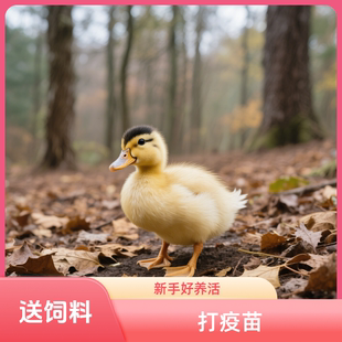 网红宠物科尔混血小黄鸭花边鸭好养孩童玩伴