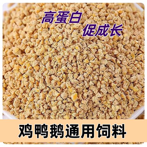 宠物小黄鸭可爱好养黏人小鸭饲料