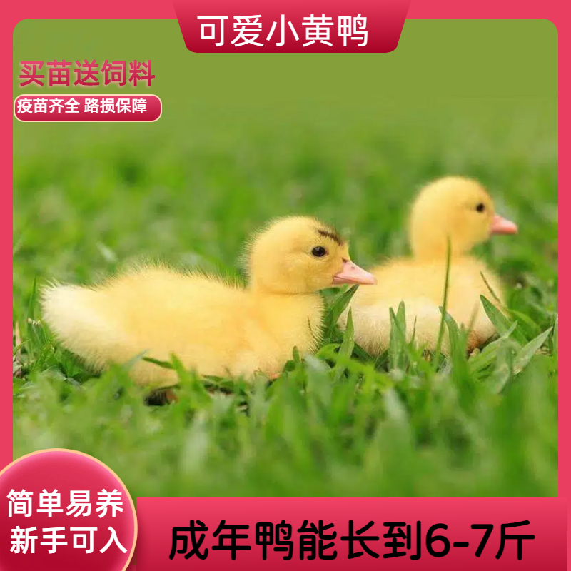可爱小黄鸭宠物鸭幼崽疫苗齐全路损保障新手易养成年可达6-7斤,宠物/宠物食品及用品,宠物鸭,淘宝优惠券,粉丝福利购,淘宝优惠卷