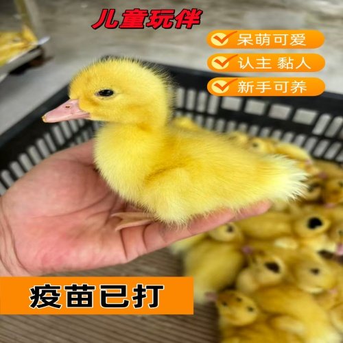 网红宠物科尔混血小黄鸭