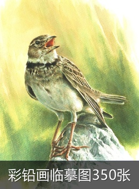 m185国外大师鸟类小鸟彩铅画手绘电子版绘画图片素材插画图集