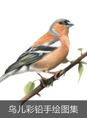 m291动物彩铅手绘临摹素材图小鸟野生动物彩铅绘画临摹素材图