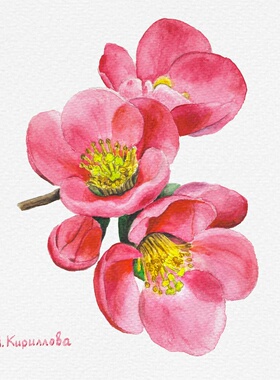 A802水彩插画素材鸟类小鸟花卉小动物水彩画手绘稿画稿临摹素材图