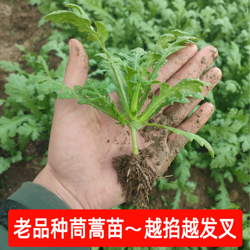 四季小香芹种子苗根芹苗子