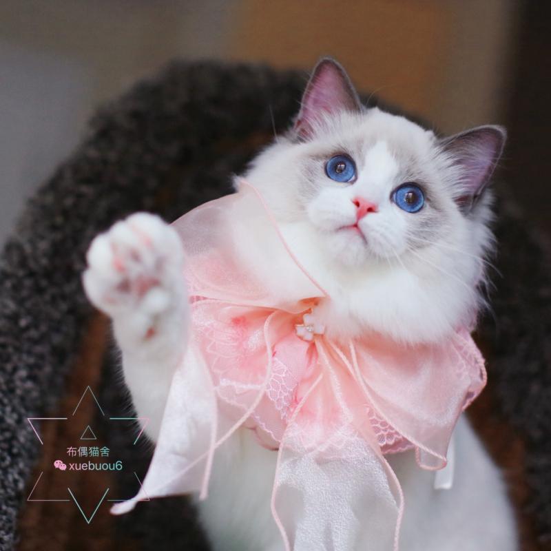 原创新品包邮仙粉色宠物蕾丝领结猫咪围脖狗狗项圈布偶口水巾领结