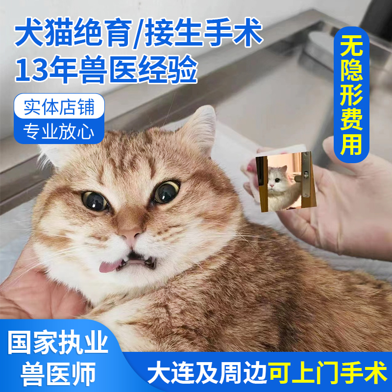 大连猫狗绝育接生宠物上门手术公猫母猫犬发情结扎禁情无痛安乐