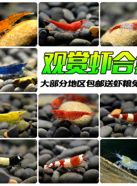 红白水晶观赏除大和藻虾极火金背蓝宝石活体包邮送浮萍粮咨询指导