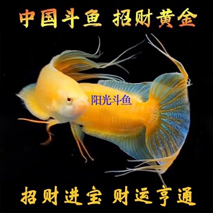 中国斗鱼招财黄金玄黄斗鱼活体活鱼淡水冷水观赏鱼好养耐活免加温