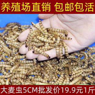 大麦虫活虫500g鲜活面包虫黄粉虫金龙鱼饲料活体八哥画眉鸟食虫子