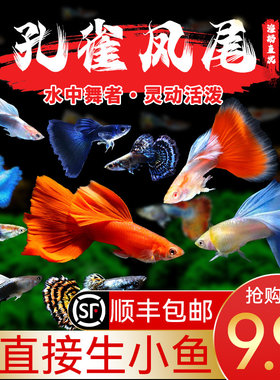 孔雀鱼鱼苗观赏鱼苗活体金鱼活鱼热带小型鱼凤尾鱼好养耐活斑马鱼