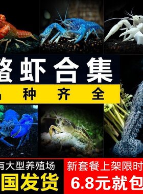 鳌虾观赏虾活体宠物虾人工天空蓝魔龙纹虾水族淡水蓝色小龙虾免邮