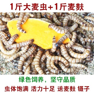 大麦虫活虫500g鲜活面包虫黄粉虫金龙鱼饲料活体八哥画眉鸟食虫子