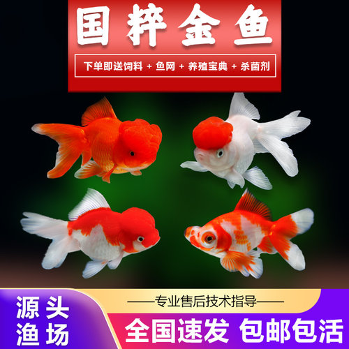 金鱼活鱼活体鎏金龙睛观赏鱼小金鱼冷水鱼锦鲤鱼苗蝶尾淡水小型鱼