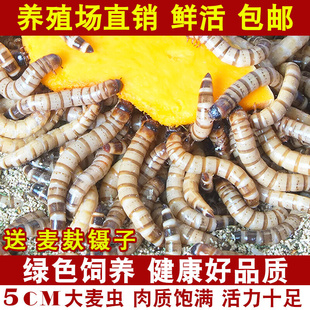大麦虫活虫500g鲜活面包虫黄粉虫金龙鱼饲料活体八哥画眉鸟食虫子