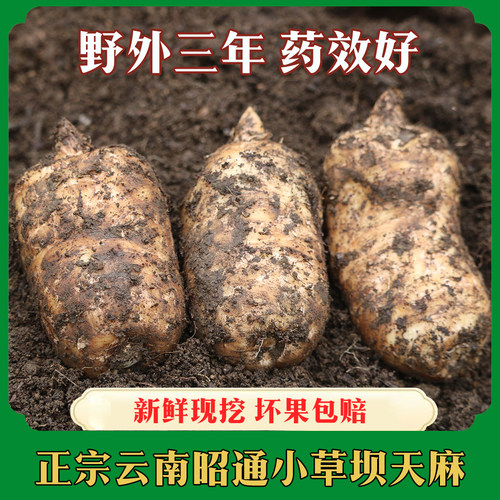 正宗云南昭通仿野生乌天麻特级