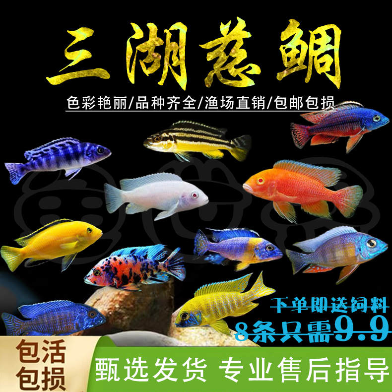 三湖慈鲷鱼黑线王子活体中小型耐养易活马鲷坦鲷淡水鱼热带观赏鱼