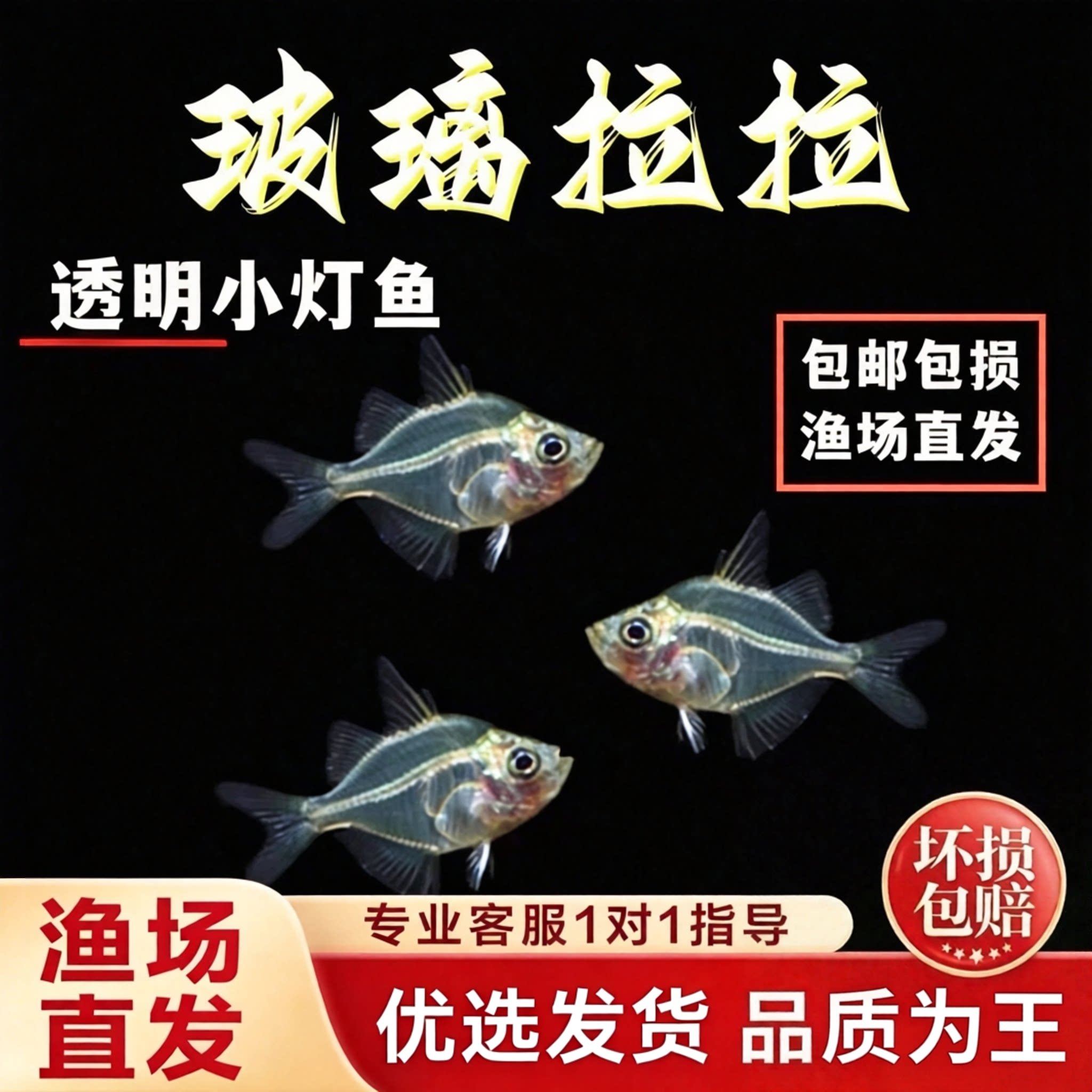 玻璃拉拉鱼透明鱼拉拉玻璃猫热带鱼观赏鱼活体群游淡水草缸鱼包活