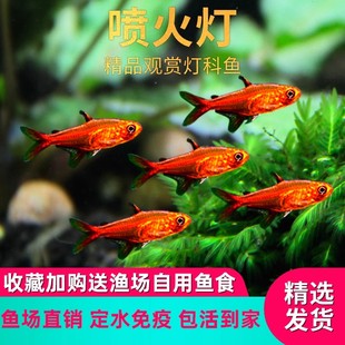 喷火灯鱼火焰灯鱼小型热带鱼淡水群游鱼草缸灯科鱼活体 包活 包邮