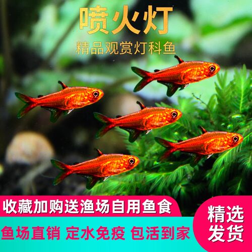 喷火灯鱼火焰灯鱼小型热带鱼淡水群游鱼草缸灯科鱼活体包邮包活