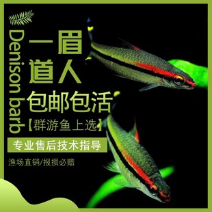 一眉道人鱼草缸群游鱼灯科鱼小型热带鱼活体淡水好养包邮
