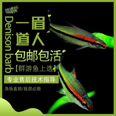 一眉道人鱼草缸群游鱼灯科鱼小型热带鱼活体淡水好养包邮