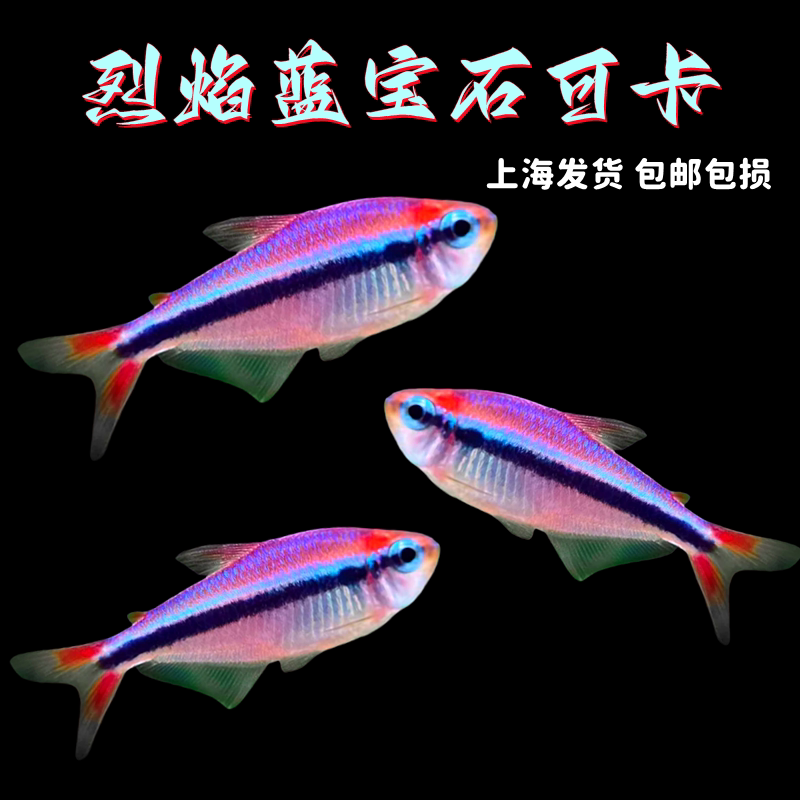 烈焰蓝宝石可卡灯鱼黄金红月可卡南美进口高端灯鱼热带鱼草缸群游 - 实物图