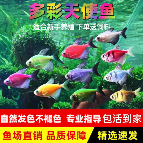 七彩天使鱼荧光老虎鱼彩裙颜色多彩小型热带鱼新手好养群游活体鱼