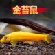 观赏鱼金苔鼠鱼清道夫淡水好养除藻工具鱼鱼缸清洁工热带鱼吃粪便