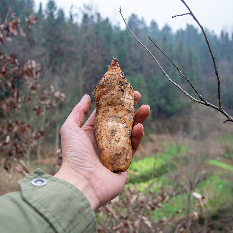 天麻野生 特级500g超大神农架高山仿野生种植非云南特产干货中药