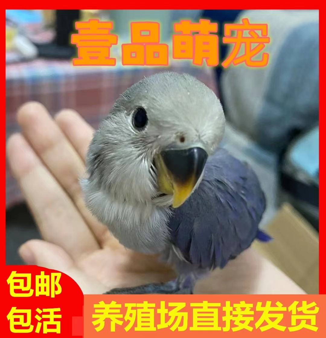 小鸟活体牡丹鹦鹉手养亲人黄化玄凤半毛大头虎皮学说话活物宠物鸟,宠物/宠物食品及用品,鸟,淘宝优惠券,粉丝福利购,淘宝优惠卷