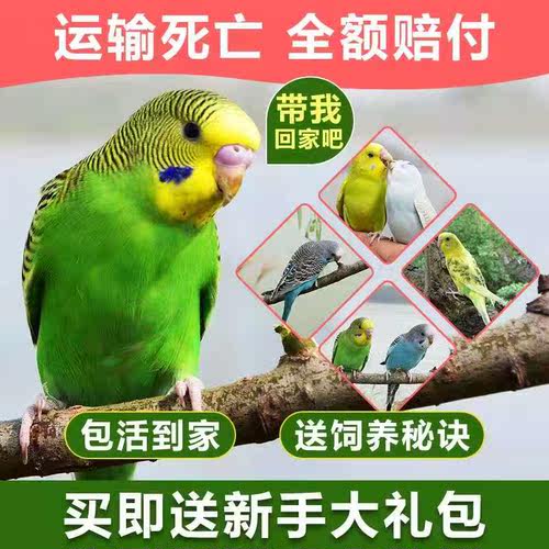 虎皮鹦鹉活鸟活物能教说话的宠物鸟云斑可繁殖家养小鸟活体宠物鸟