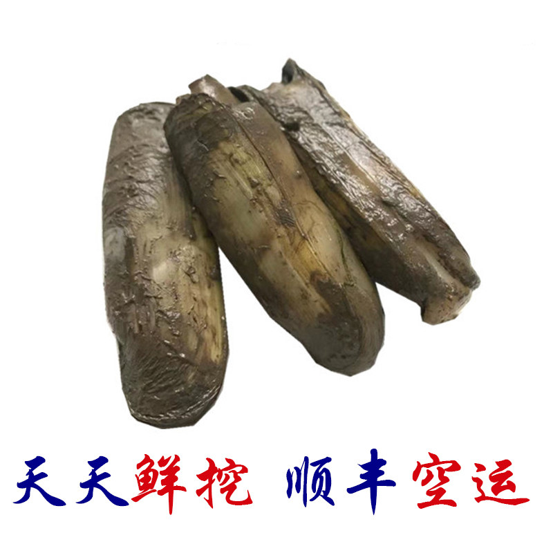 宁海长街特产水产3斤 蛏鲜活贝壳带泥干燥蛏子 当天新鲜包活 顺丰