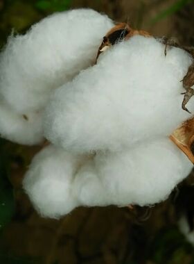 diy棉花花束室内装饰婚庆干花